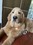 Muka 2 Pcs Acrylic Personalized Pattern Dog ID Tag with Custom Text Pet Tag Keychain