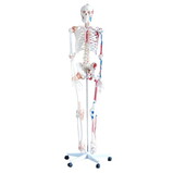 Jamar XC-101A Deluxe Skeleton - Pelvic Mounted