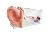 Jamar XC-303C Deluxe 6-Part Anatomical Human Ear Model