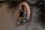 Painful Pleasures MN1727 Lizard Wrap Earring and Ear Cuff