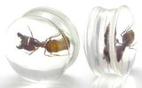 Painful Pleasures P082-ant ANT - Actual Ant inside an Acrylic Plug - 16mm - 24mm - Price Per 1