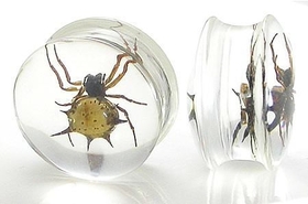 Painful Pleasures P084-spider Spider - Real Spider inside Acrylic Plug - 16mm-24mm - Price Per 1