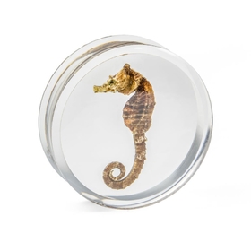 Painful Pleasures P498 Seahorse Double Flared Acrylic Plug 20mm-32mm - Price Per 1