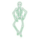 Custom Mr. Bones-A-Glo Skeleton, 5' L