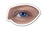 Custom Realistic Eye - Magnet 2.56 Sq. In. & 15 MM Thick, 2" W x 1.25" H x 15mm Thick, Price/piece