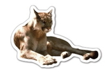 Custom Cougar Magnet - 5.1-7 Sq. In. (30MM Thick)