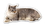 Custom 3.1-5 Sq. In. (B) Magnet - Tabby Cat #2 (4.65 Sq. In.), 30mm Thick, Price/piece