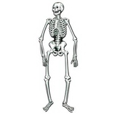 Custom Jointed Skeleton, 22