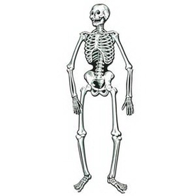 Custom Jointed Skeleton, 22" L