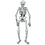 Custom Jointed Skeleton, 22" L, Price/piece