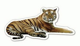 Custom Tiger Magnet (7.1-9 Sq. In. & 30mm Thick)