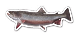 Custom 3.1-5 Sq. In. (B) Magnet - Trout (3.42 Sq. In.), 30mm Thick