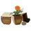 Illini Custom Bamboo Blossom Kit, Pad Printed, 3 1/2" X 3 1/2" X 3 1/2", Price/piece