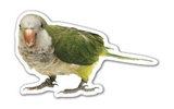 Custom Parrot Magnet - 5.1-7 Sq. In. (30MM Thick)
