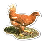 Custom Hen Magnet (7.1-9 Sq. In. & 30mm Thick)
