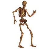 Custom Jointed Skeleton Figure, 6' L