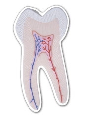 Custom 3.1-5 Sq. In. (B) Magnet - Tooth, Roots & Nerves, 30mm Thick