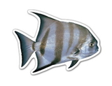 Custom Fish #3 Magnet - 5.1-7 Sq. In. (30MM Thick)