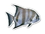 Custom Fish #3 Magnet - 5.1-7 Sq. In. (30MM Thick), Price/piece