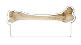 Custom Human Bone Magnet (7.1-9 Sq. In. & 30mm Thick)