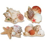 Custom Seashell Cutouts, 16
