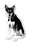 Custom Dog #13 Magnet - 5.1-7 Sq. In. (30MM Thick), Price/piece