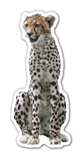 Custom Cheetah Magnet - 5.1-7 Sq. In. (30MM Thick)