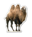 Custom Camel Magnet - 5.1-7 Sq. In. (30MM Thick)