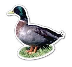 Custom Mallard Duck Magnet (7.1-9 Sq. In. & 30mm Thick)