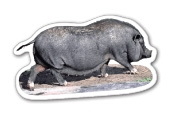 Custom 3.1-5 Sq. In. (B) Magnet - Sow Walking, 30mm Thick