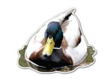 Custom Duck Magnet (7.1-9 Sq. In. & 30mm Thick)