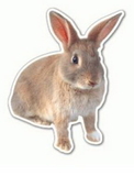Custom Rabbit Magnet (7.1-9 Sq. In. & 30mm Thick)