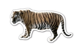 Custom 3.1-5 Sq. In. (B) Magnet - Tiger #2, 30mm Thick