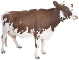 Custom Cow Magnet (7.1-9 Sq. In. & 30mm Thick)