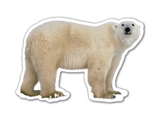 Custom Polar Bear #2 Magnet - 5.1-7 Sq. In. (30MM Thick)