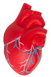 Custom Anatomical Heart with Veins Squeezies Stress Reliever, 4
