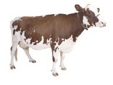 Custom Cow Magnet - 9.1-11 Sq. In. (30 MM Thick)