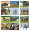 Custom Triumph Calendars 1052 Horses Calendar, Digital, 11"w x 10"h Closed, 11"w x 19"h Open, Price/each
