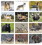 Custom Good Value Calendars 7563 Wildlife Portraits - Window Calendar, Digital, Price/each