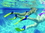Sprint Aquatics 640 Sprint Floating Fins