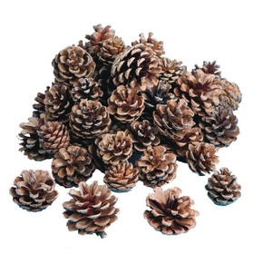 S&S Worldwide Natural Pine Cones