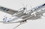 Executive Series G15510 Pan Am B-377 1/100 Updated Livery