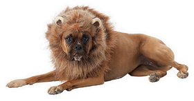 California Costumes King of the Jungle Lion Dog Costume