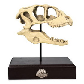 Surreal Entertainment SRE-PW-JP-VSKUL-C Jurassic World Velociraptor Skull Paperweight Replica | 8 Inches Tall