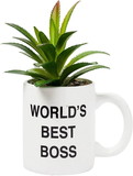 Silver Buffalo SVB-OFC404EH-C The Office Worlds Best Boss Mini Ceramic Planter with Artificial Plant