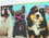 Set of 2 Keepsakes 500 Piece Jigsaw Puzzles Dogs Having Fun