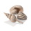 BiOrb BO01031 Natural Sea Shells Set