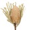 Vickerman H1BAJ000-3 12" Natural Banksia Flower Stem 3/Pk
