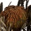 Vickerman H1BAN750 12" Autumn Banksia Foliage Flower 4oz