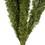 Vickerman H4FOX150 8-10" Green Foxtail Fern 16 Stem Bunch